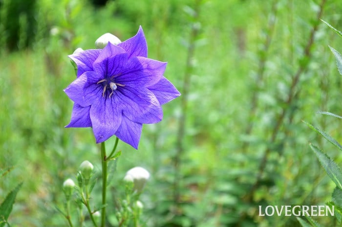 キキョウ 育てやすい多年草|キキョウ