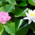蓮(ハス)と睡蓮(スイレン)の 違いと見分け方。花や葉の特徴