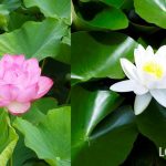 蓮（ハス）と睡蓮（スイレン）の 違いと見分け方。花や葉の特徴