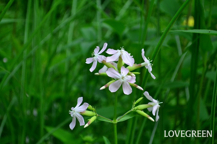 ソープワート サボンソウ、ソープワート