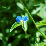 f59775dcb194f9e319b0c365f4e1e9