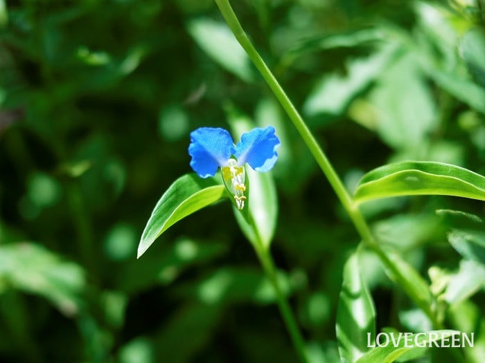 ツユクサ小 夏に咲く花|野草19種