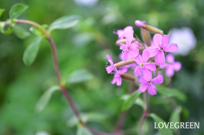 ロックソープワート2 ロックソープワート(サポナリア・オキモイデス)