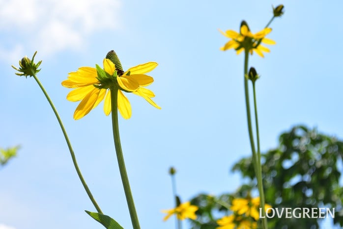 ルドベキアマキシマ7 ルドベキアマキシマ