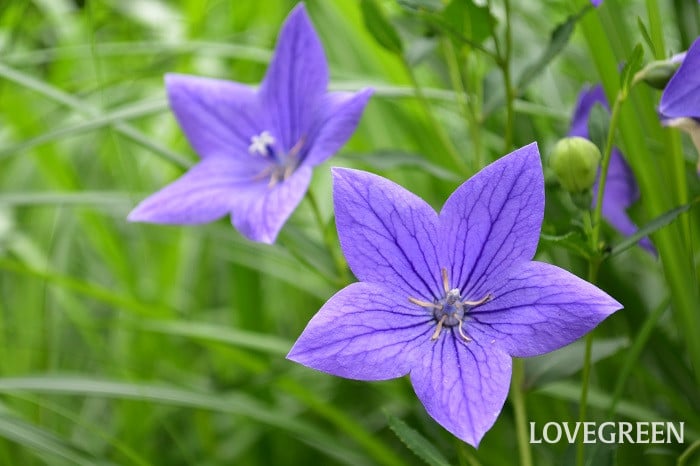 キキョウ1 キキョウ