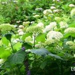 梅雨に咲く花