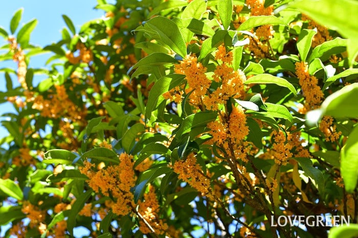 金木犀1 金木犀(キンモクセイ)