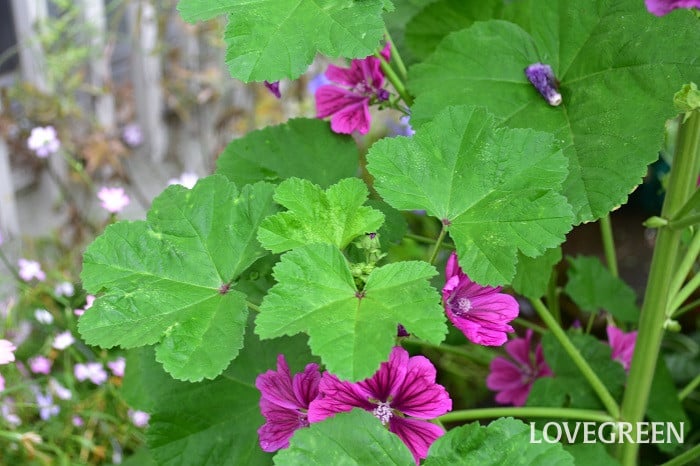 マロウ7 マロウ(コモンマロウ)