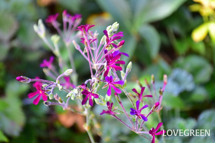 ぺラルゴニウム・シドイデス ぺラルゴニウム・シドイデス