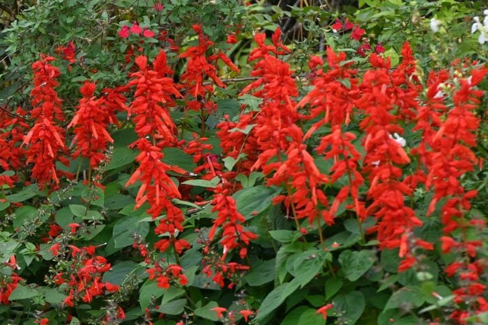 サルビア・スプレンデンス　canva