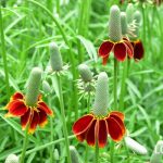 メキシカンハット(ラティビダ)