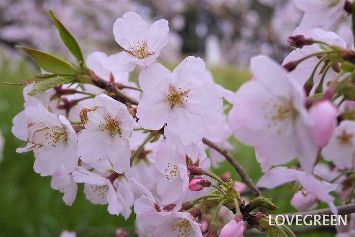 花の英語名｜春