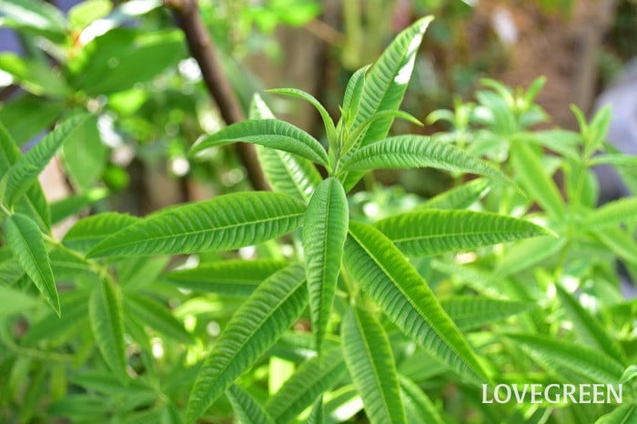 レモンバーベナ2 レモンバーベナ