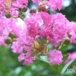 サルスベリの花言葉｜花の特徴や名前の由来、種類