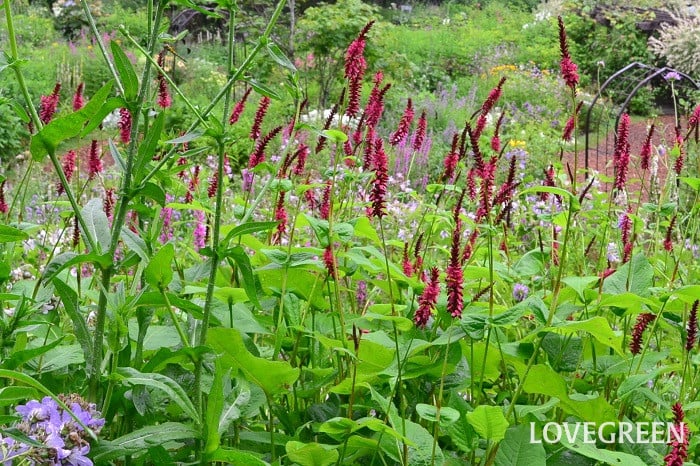 ペルシカリア ペルシカリア