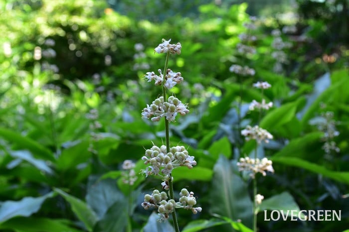 ヤブミョウガ1 ヤブミョウガ