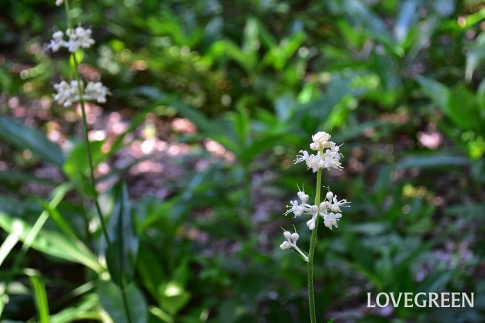ヤブミョウガ4 ヤブミョウガ