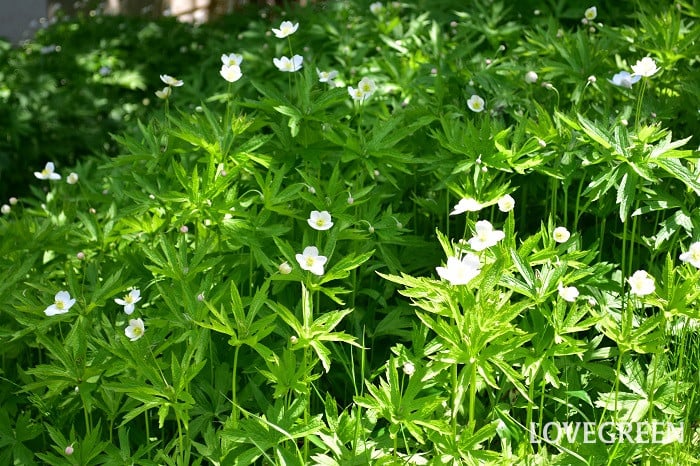 メドウアネモネ2 アネモネ カナデンシス