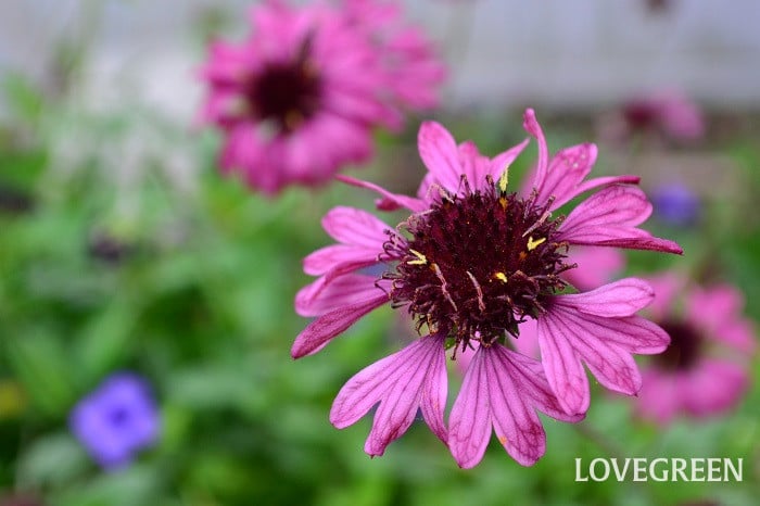 ガイラルディア・グレープ4 ガイラルディア ・グレープ センセーション