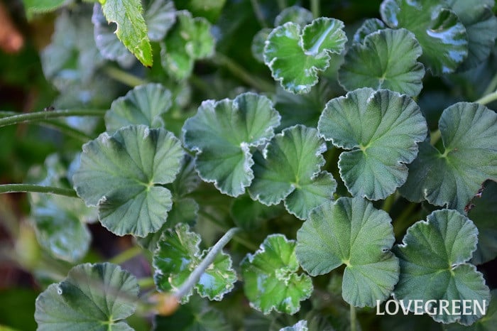 ぺラルゴニウム・シドイデス1 ぺラルゴニウム・シドイデス