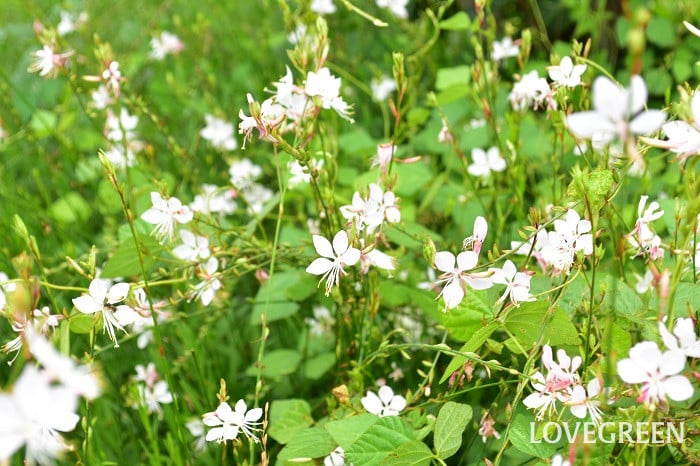 ガウラ1 ガウラ