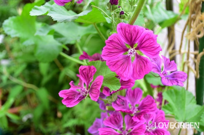 マロウ5 マロウ(コモンマロウ)