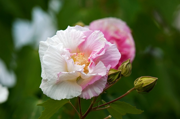 フヨウ（芙蓉）とは？育て方・栽培方法 LOVEGREEN(ラブグリーン)