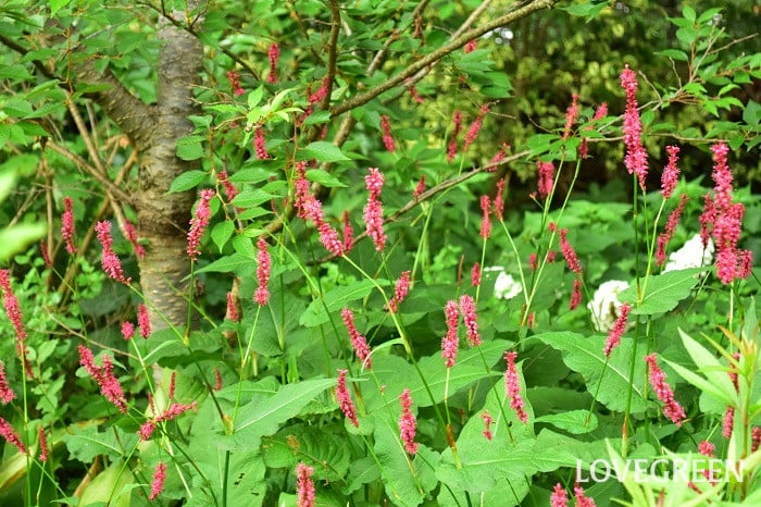 ペルシカリア ペルシカリア