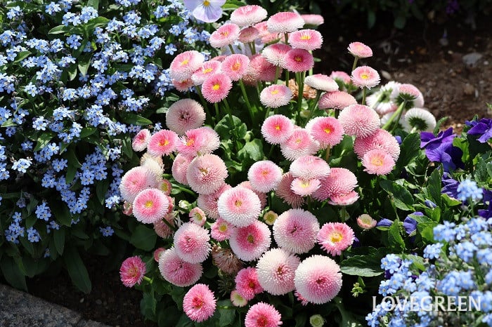 デージー デージー