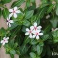 ニチニチソウ 日々草 寄せ植え センスがいい