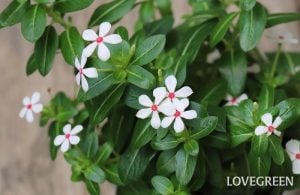 ニチニチソウ　日々草　寄せ植え　センスがいい