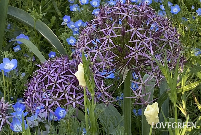 アリウム・クリストフィー アリウム・クリストフィー