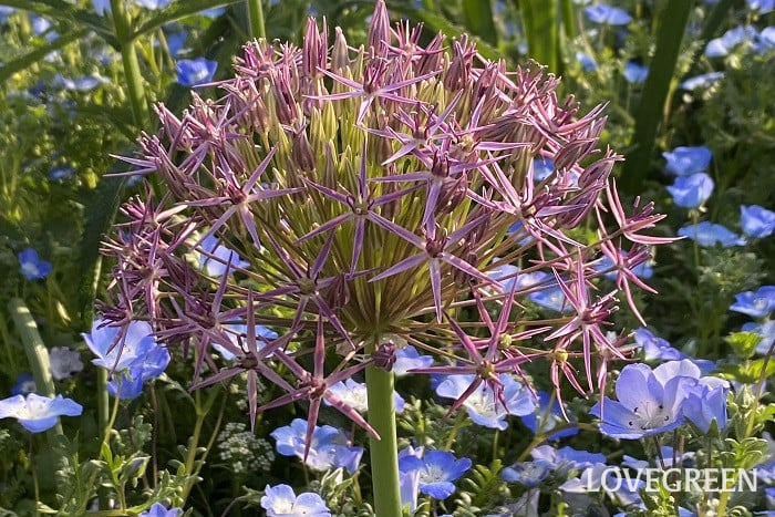 アリウム・クリストフィー アリウム・クリストフィー