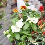 ニチニチソウ　日々草　寄せ植え　センスがいい