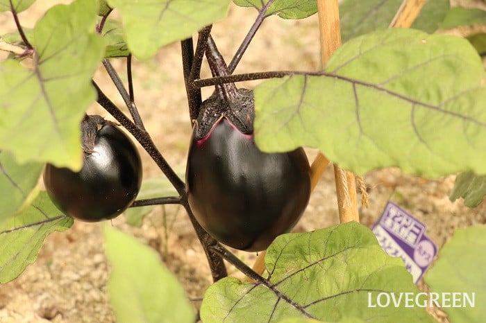 ナス ナス 収穫 とろとろ炒めナス