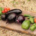 夏野菜 収穫 パスタ ミニトマト ナス ピーマン シソ バジル