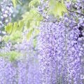 花の英語名一覧|春、夏、秋、冬に分けて紹介
