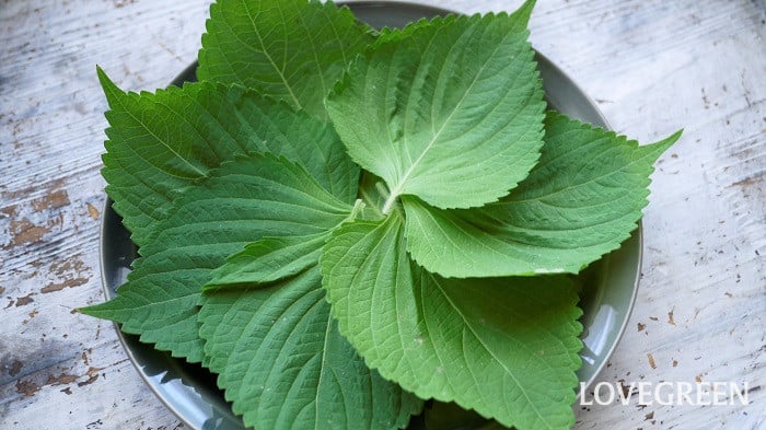 エゴマって?シソとの違いや食べ方を紹介