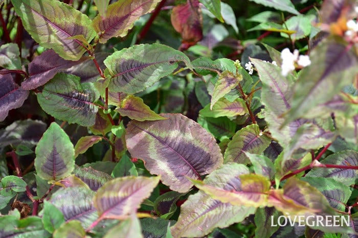 ペルシカリア ペルシカリア