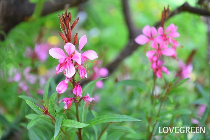 ガウラ7 ガウラ