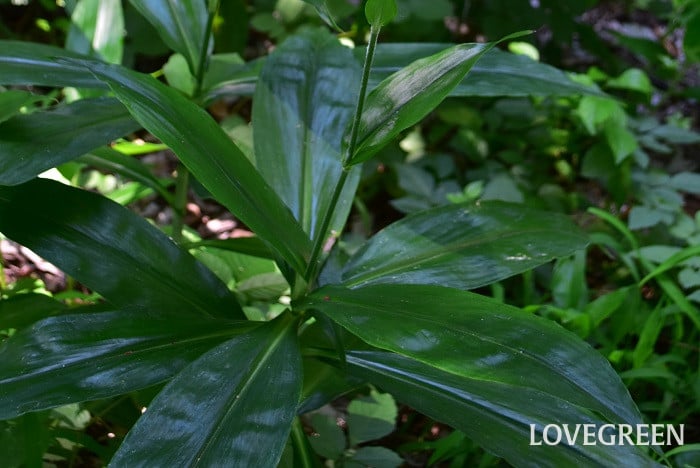 ヤブミョウガ3 ヤブミョウガ