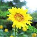 ヒマワリとは？花や種の特徴、花言葉、生け方、育て方、豆知識