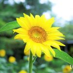 ヒマワリとは？花や種の特徴、花言葉、生け方、育て方、豆知識