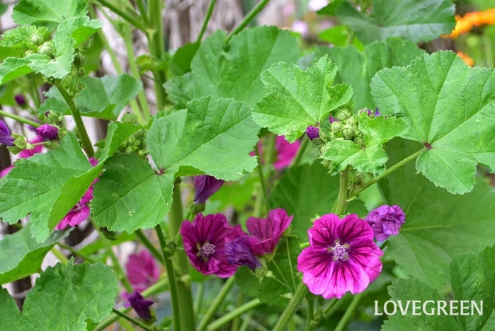 マロウ4 マロウ(コモンマロウ)