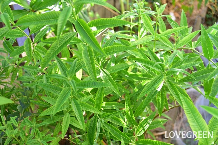 レモンバーベナ1 レモンバーベナ