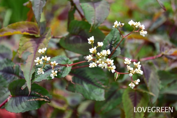 ペルシカリア ペルシカリア