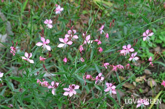 ガウラ3 ガウラ