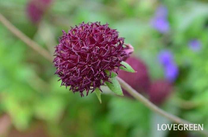 ガイラルディア ・グレープ センセーション ガイラルディア ・グレープ センセーション