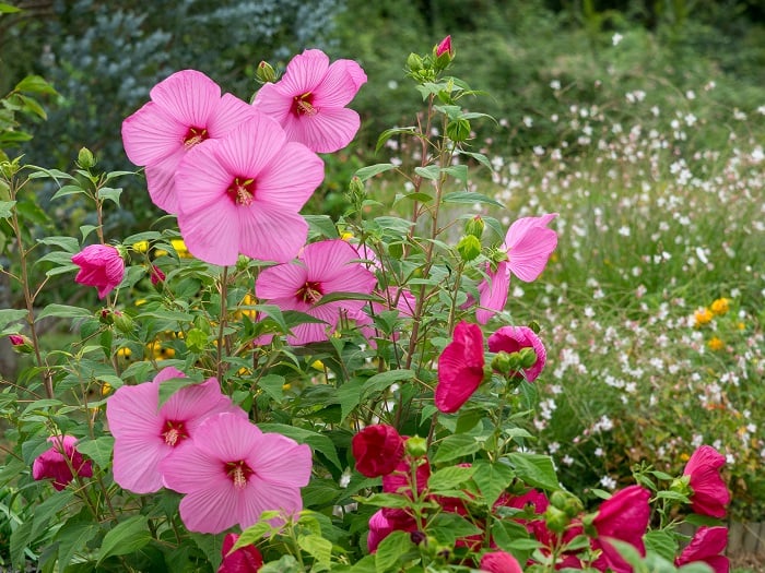 アメリカフヨウHibiscus moscheutos