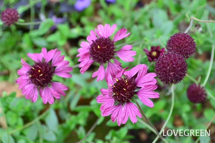 ガイラルディア ・グレープ センセーション ガイラルディア ・グレープ センセーション